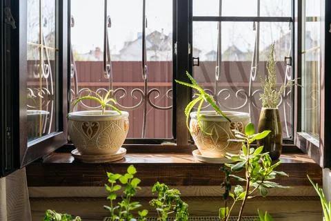 Vegetable garden on the windowsill: an open window at home, on the windowsi.. Stock Photos