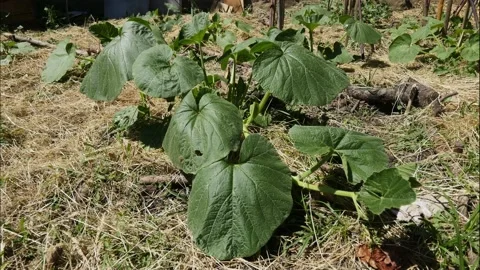 Vegetable garden in a yard Video stock 194976334