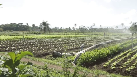 Vegetable gardening Stock Footage 86941320