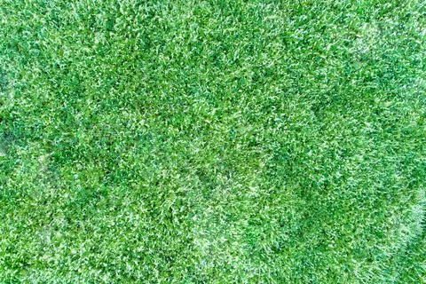 Vegetable green texture background from above Stock-Fotos