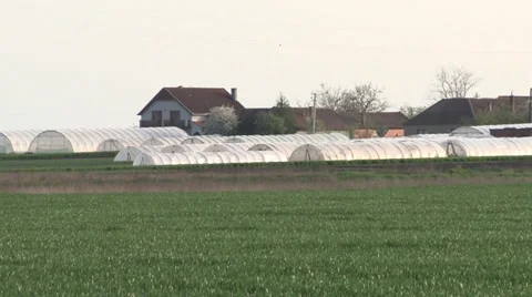 Vegetable Greenhouse Stock Footage 37044378
