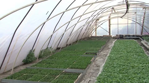 Vegetable Greenhouse inside Видео 37049030