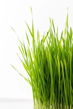 Vegetable greens of wheat Stock Photos