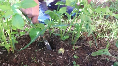 Vegetable grower digs up potatoes in vegetable patch. Stock Footage 224951410