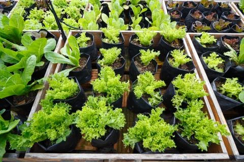 Vegetable growing bed Stock Photos