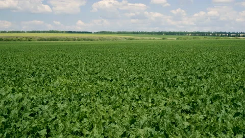 Vegetable growing. The field of ripening sugar beet. 4K Stock Footage 85620192