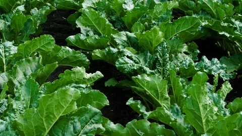 Vegetable growing. Green young plants of ripening sugar beet. Russia. 4K Stock Footage 77301429