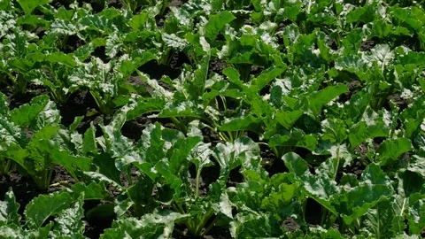 Vegetable growing. Green young plants of ripening sugar beet. Russia. 4K Stock-Footage 77337133