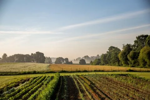 Vegetable growing in summer time. Stock Photos