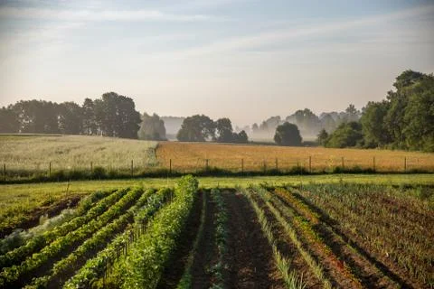Vegetable growing in summer time. Stock Photos
