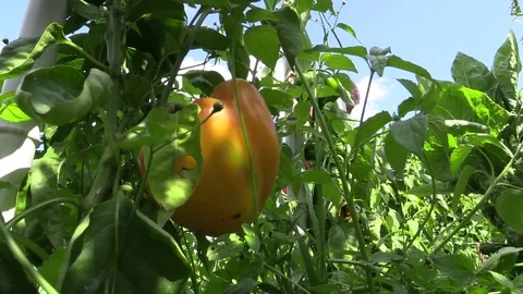Vegetable growing in the sun Stock Footage 79562240