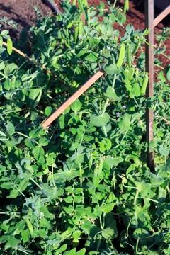 Vegetable growth Stock Photos