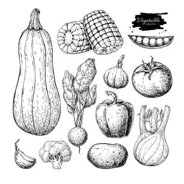 Vegetable hand drawn vector set. Isolated vegatarian engraved st Stock Illustration