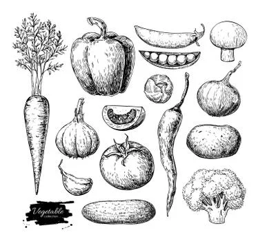 Vegetable hand drawn vector set. Isolated vegatarian engraved st Stock Illustration