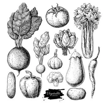Vegetable hand drawn vector set. Isolated vegatarian engraved st Stock Illustration