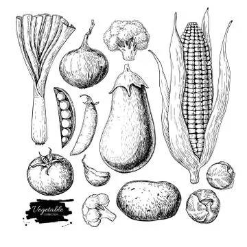 Vegetable hand drawn vector set. Isolated vegatarian engraved st Stock Illustration