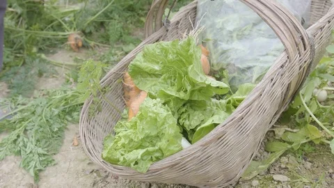 Vegetable harvest Stock Footage 83168727