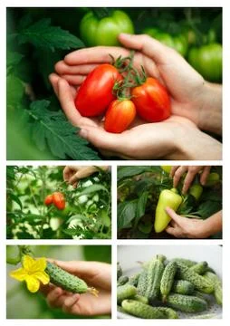 Vegetable harvest Stock Photos