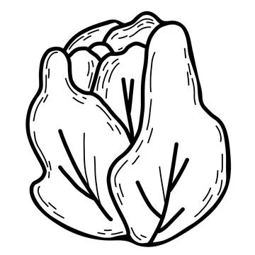 Vegetable. Head of white cabbage. Vector illustration. Line drawing in hand Ilustración de archivo