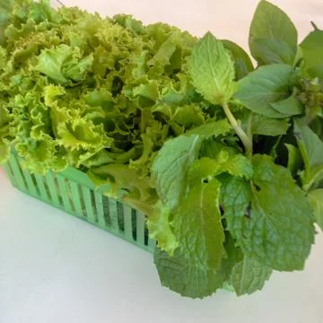 Vegetable of herbs on white background Stock Photos