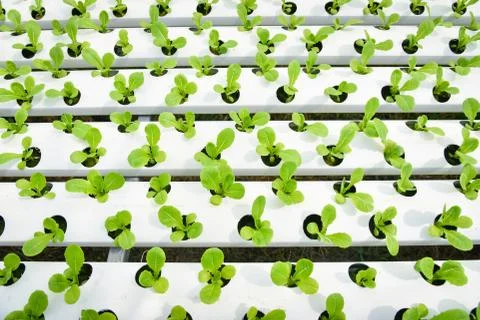 Vegetable hydroponic system fresh vegetable green cos lettuce salad growing g Foto stock