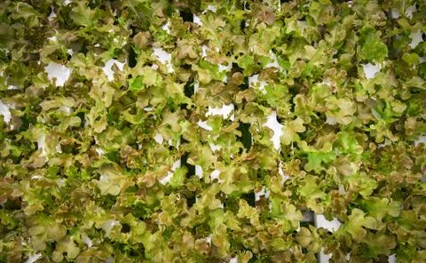 Vegetable hydroponic system / young and fresh vegetable red oak lettuce salad Foto stock