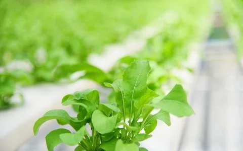 Vegetable hydroponic system young and fresh green lettuce growing garden farm Stock Photos
