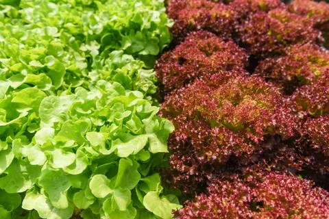 Vegetable hydroponic system - young and fresh green oak and red Red Coral Let 스톡 사진