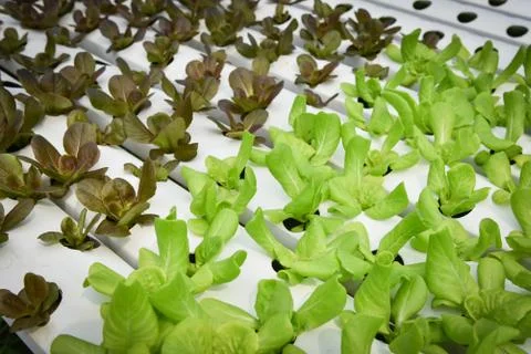 Vegetable hydroponic system / young fresh red and green cos lettuce salad gro Foto stock