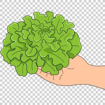 Vegetable Stock-Illustration