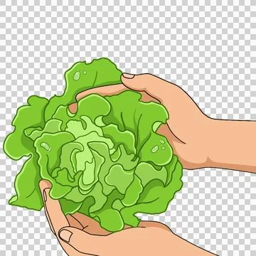 Vegetable Stock-Illustration