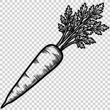 Vegetable Stock Illustration