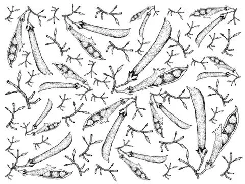 Vegetable, Illustration Background Pattern of Hand Drawn Sketch Fresh Green P Illustrazione stock