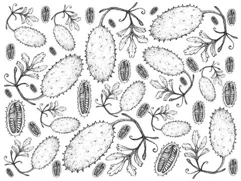 Vegetable, Illustration Background Pattern of Hand Drawn Sketch West Indian G Illustrazione stock