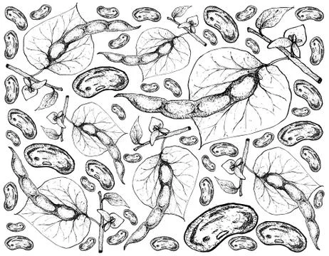 Vegetable, Illustration Background Pattern of Hand Drawn Sketch Commoni Bean Stock Illustration