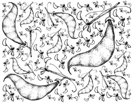 Vegetable, Illustration Background Pattern of Hand Drawn Sketch Dolichos Labl Illustrazione stock
