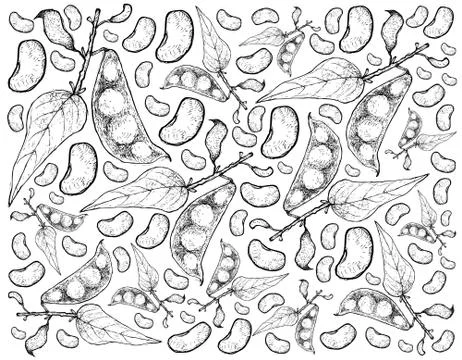 Vegetable, Illustration Background Pattern of Hand Drawn Sketch Fresh Lima Be Stock Illustration