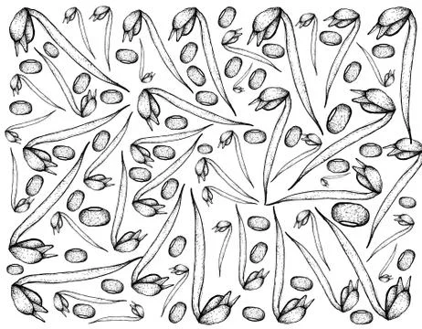 Vegetable, Illustration Background Pattern of Hand Drawn Sketch Fresh Mung Be Stock Illustration