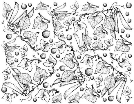 Vegetable, Illustration Background Pattern of Hand Drawn Sketch Fresh Green P Illustrazione stock