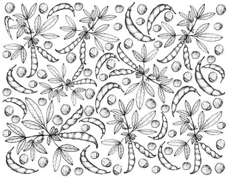 Vegetable, Illustration Background Pattern of Hand Drawn Sketch Fresh Pigeon Illustrazione stock
