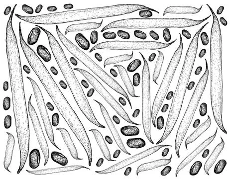 Vegetable, Illustration Background Pattern of Hand Drawn Sketch Ricebean Pod Stock Illustration