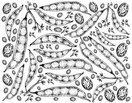Vegetable, Illustration Background Pattern of Hand Drawn Sketch Tepary Bean o Stock Illustration