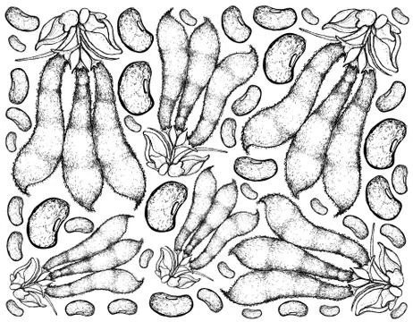 Vegetable, Illustration Background Pattern of Hand Drawn Sketch Velvet Bean o Stock Illustration