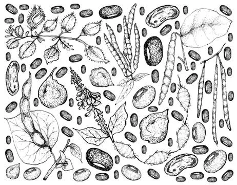 Vegetable, Illustration Background Pattern of Hand Drawn Sketch Fresh Podded Illustrazione stock