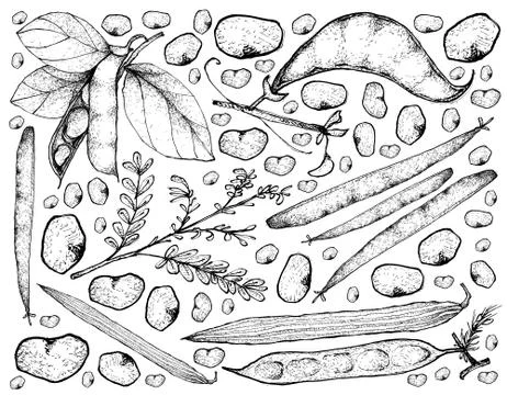 Vegetable, Illustration Background Pattern of Hand Drawn Sketch Fresh Podded Stock Illustration