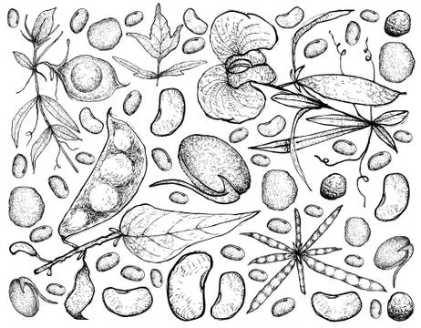 Vegetable, Illustration Background Pattern of Hand Drawn Sketch Fresh Podded Stock Illustration