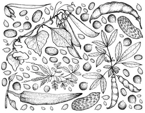 Vegetable, Illustration Background Pattern of Hand Drawn Sketch Fresh Podded Illustrazione stock