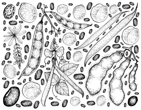 Vegetable, Illustration Background Pattern of Hand Drawn Sketch Fresh Podded Stock Illustration