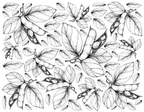 Vegetable, Illustration Background Pattern of Hand Drawn Sketch Fresh Fava Be Illustrazione stock