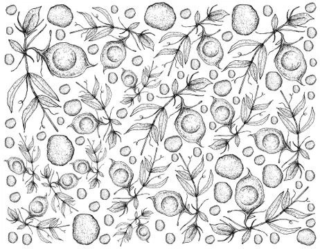 Vegetable, Illustration Background Pattern of Hand Drawn Sketch Fresh Lentil Stock Illustration